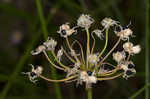 Little River Canyon onion